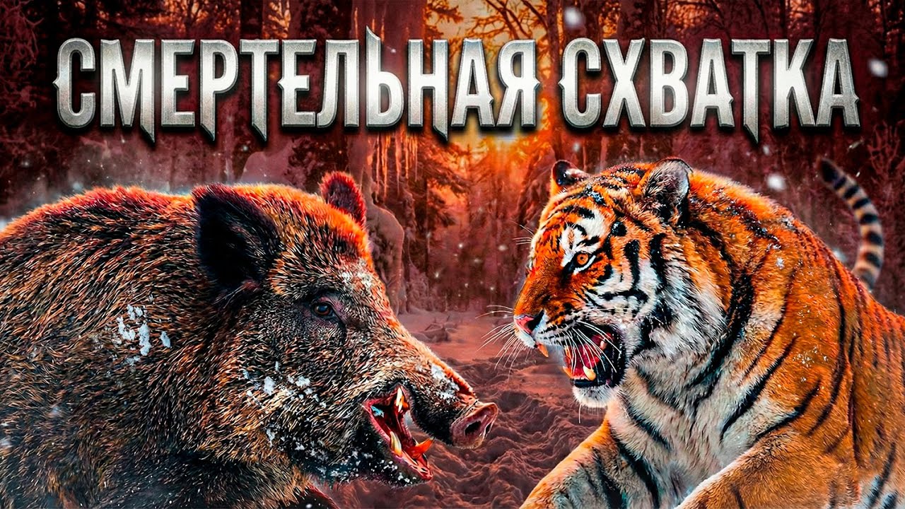 РОКОВАЯ ОШИБКА ТИГРА: Напал не на того секача...