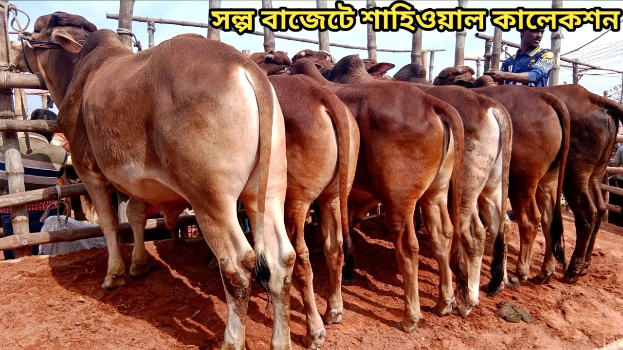 ২০২৬ সালের উপযোগী সেরা মানের কালেকশান।।০৩/০২/২০২৬
