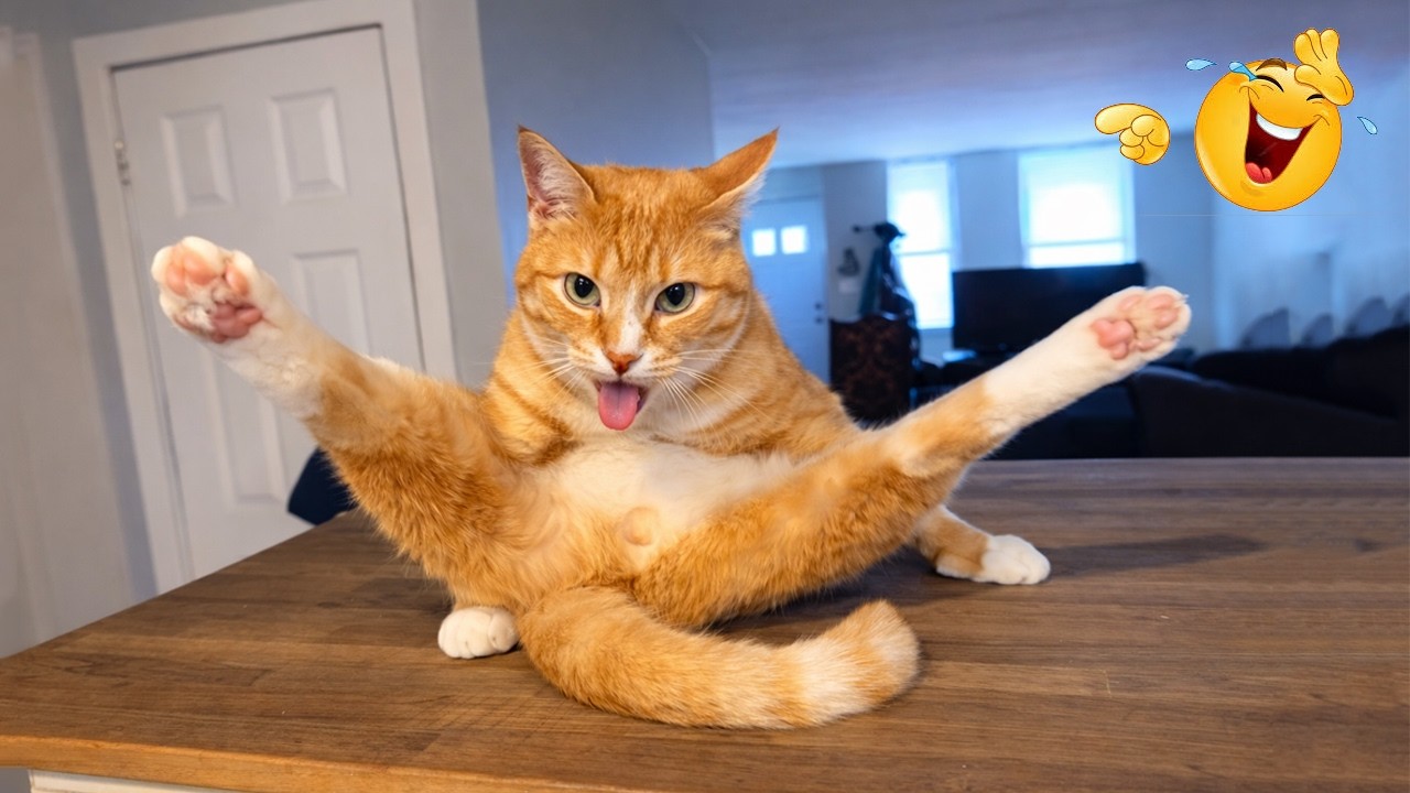 You Laugh You Lose 😂😹 | Ultimate Funny Cat Compilation