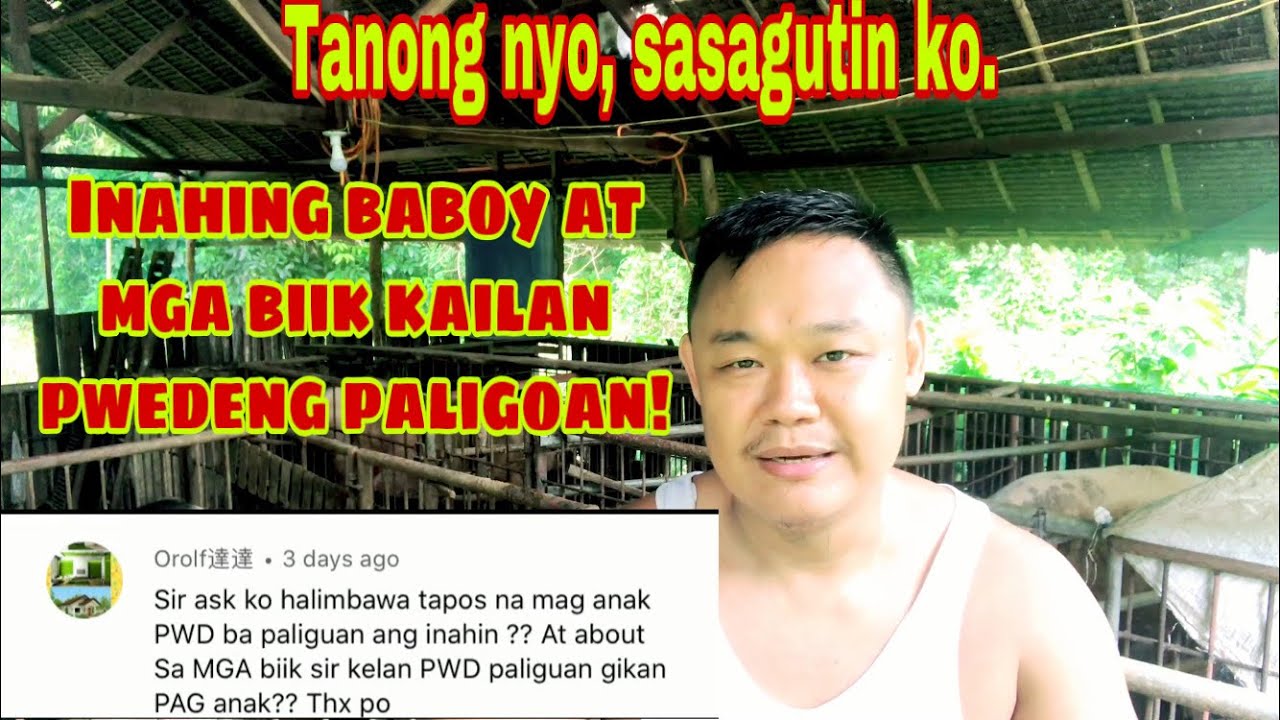 Kailan dapat paligoan ang inahing baboy at ang kanyang mga biik pagkatapos manganak | Ryan Patenio