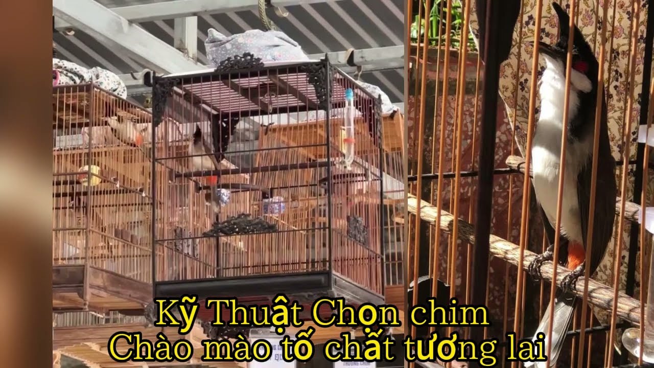 Kỹ Thuật để Chọn Chim Chào mào Tố Chất trong tương lai mà bạn phải biết