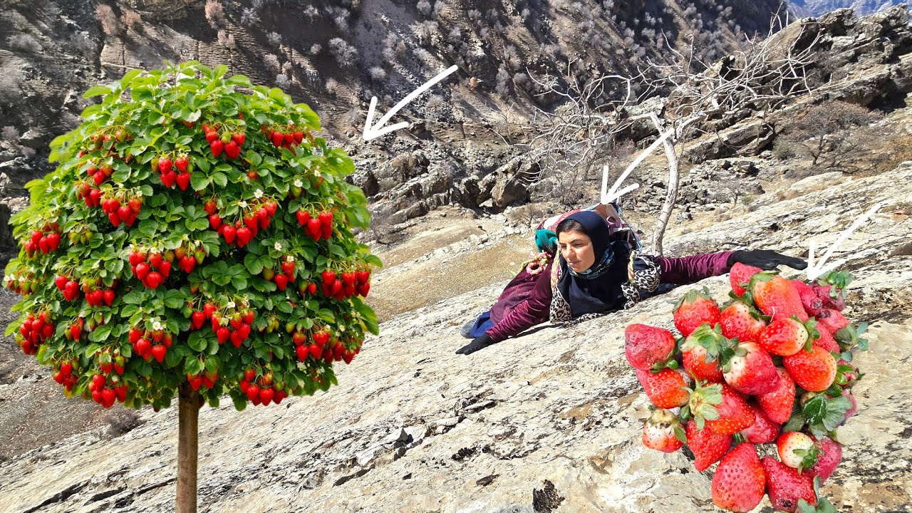 Esmat's Exciting Journey to Collect Mountain Strawberries 🍓🏔️