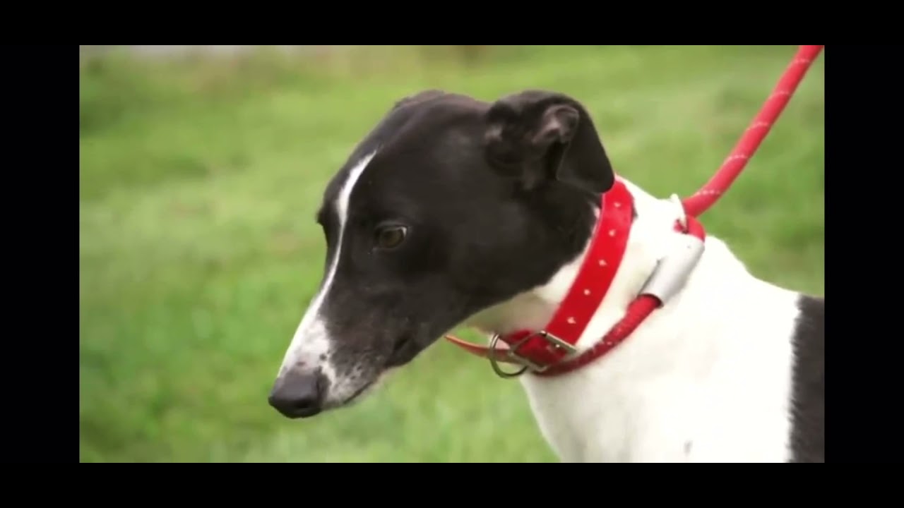 Rpgtv kennel feature prt 1