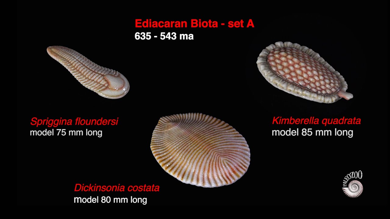 Ediacaran Biota_Set A