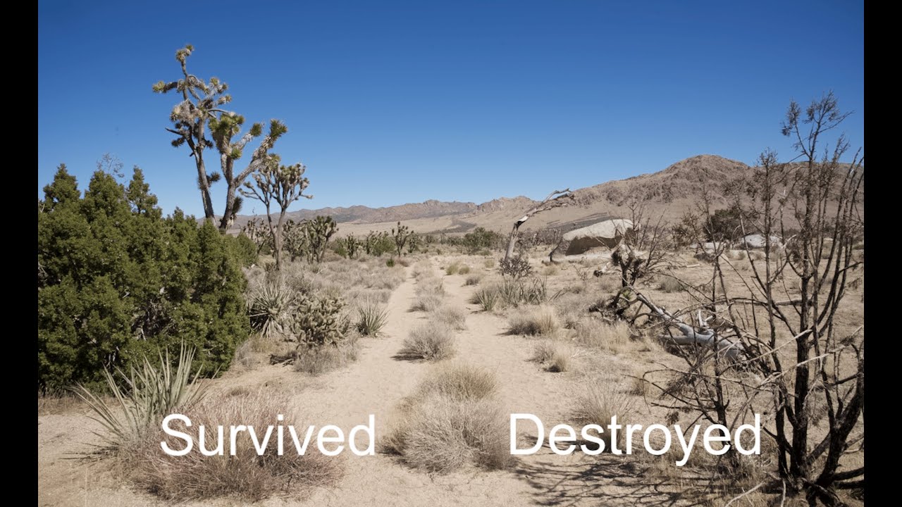 Exploring the Cima Dome fire and Mojave ecology