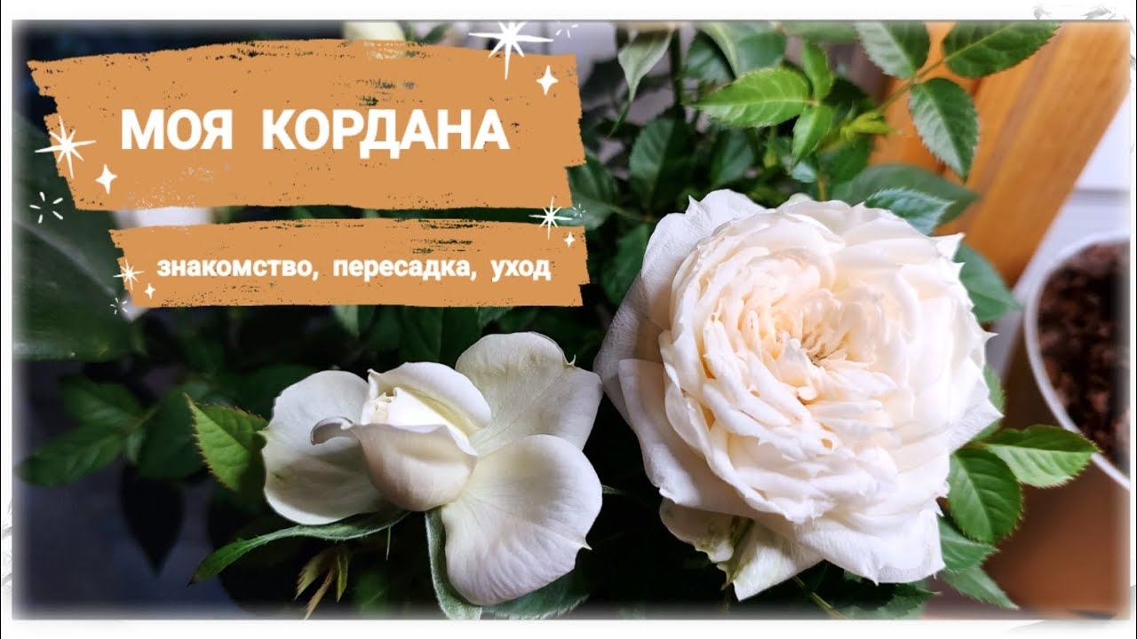 РОЗА КОРДАНА // Знакомство с розами, пересадка, уход