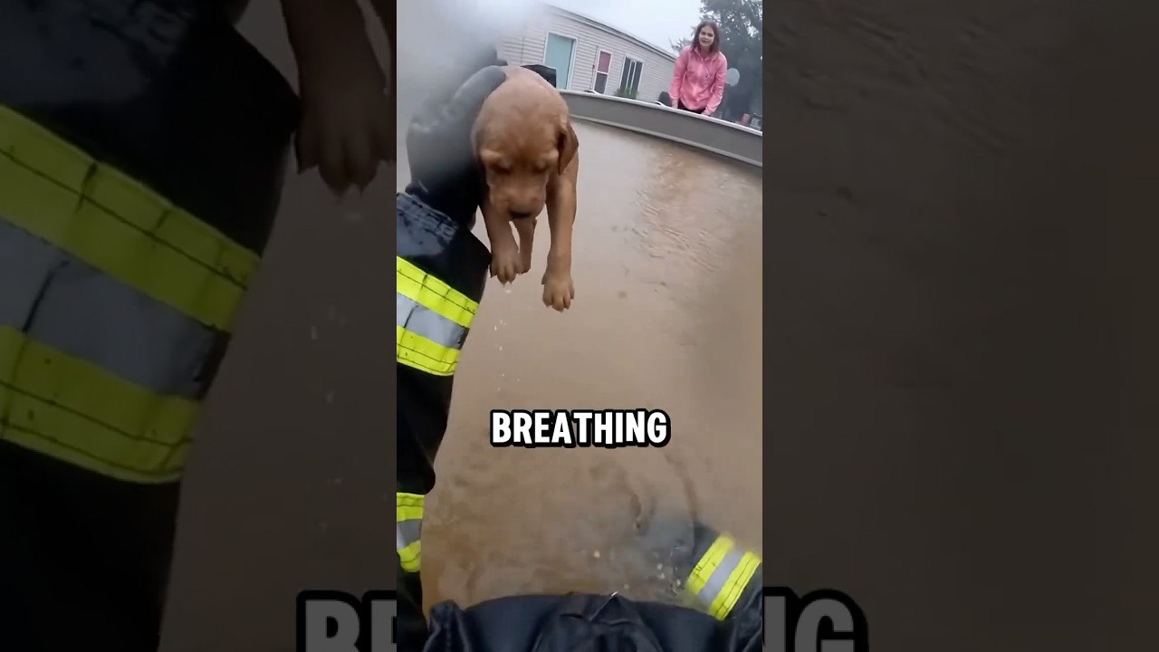 Brave Firefighter Swims In flooded House Looking For puppy