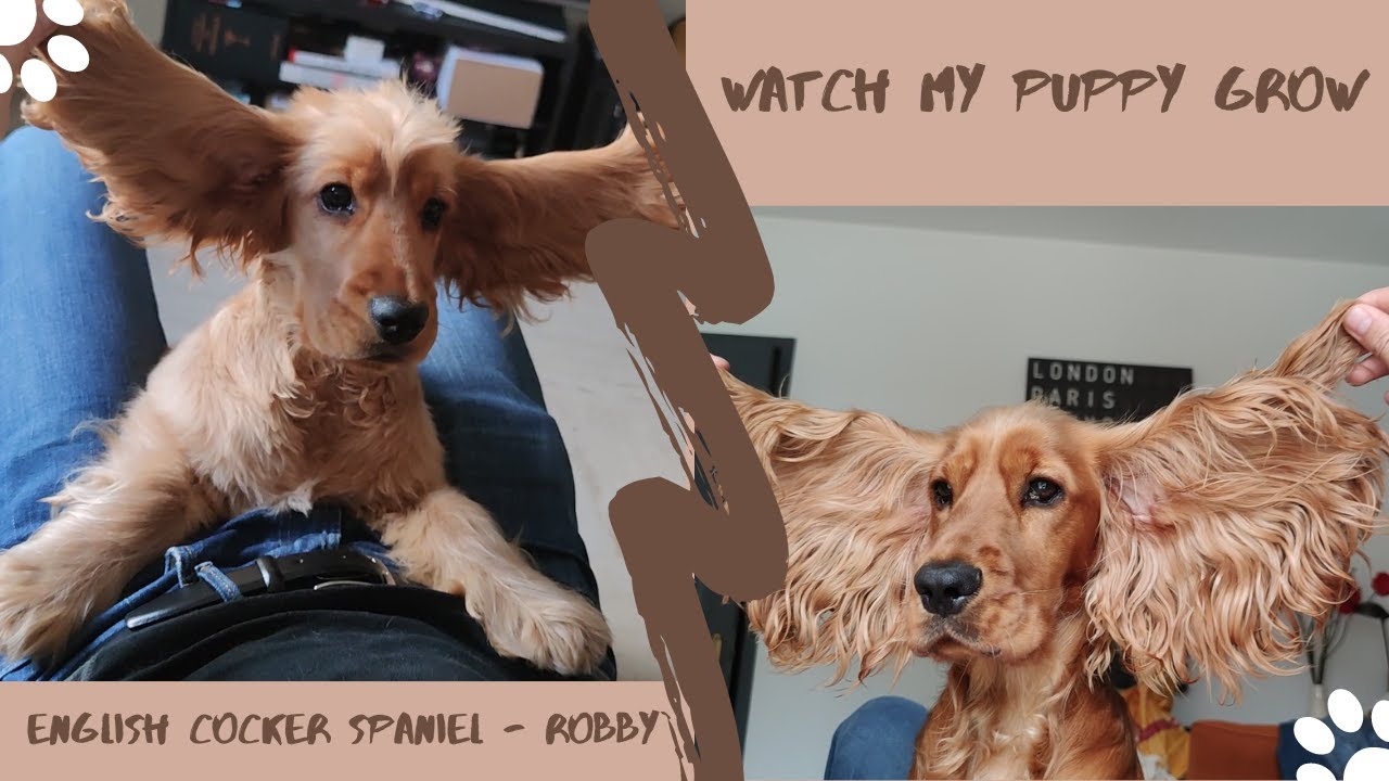 🐶Watch my puppy grow during 1 year🐾🐕 English Cocker Spaniel - Robby
