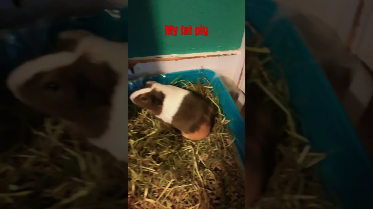This is my very obsessed pig #vtuber #music #piano #nba #nbanation #nbaplayoffs #guineapig