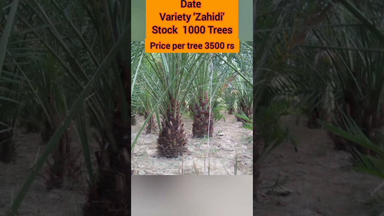 #shorts #nursery #date #plants #business #online #Garden#palm#pakistan
