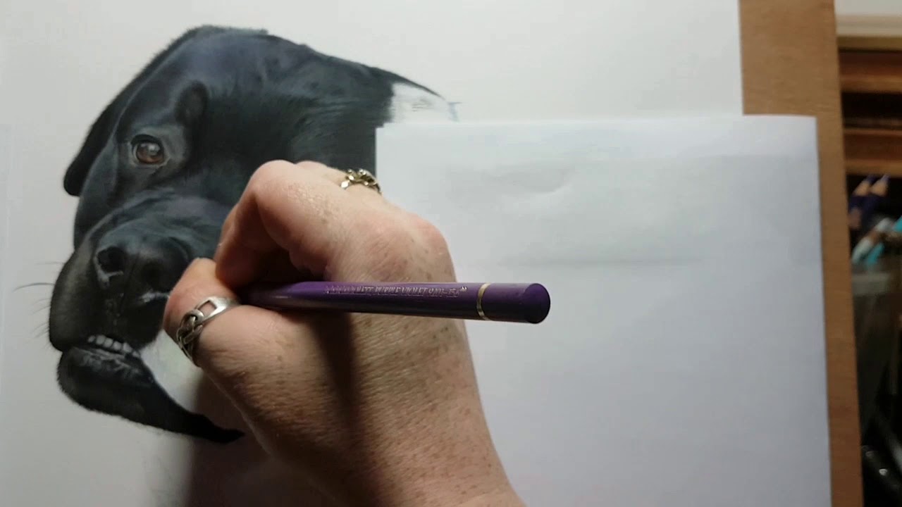 Black dog fur colour pencils how I layer