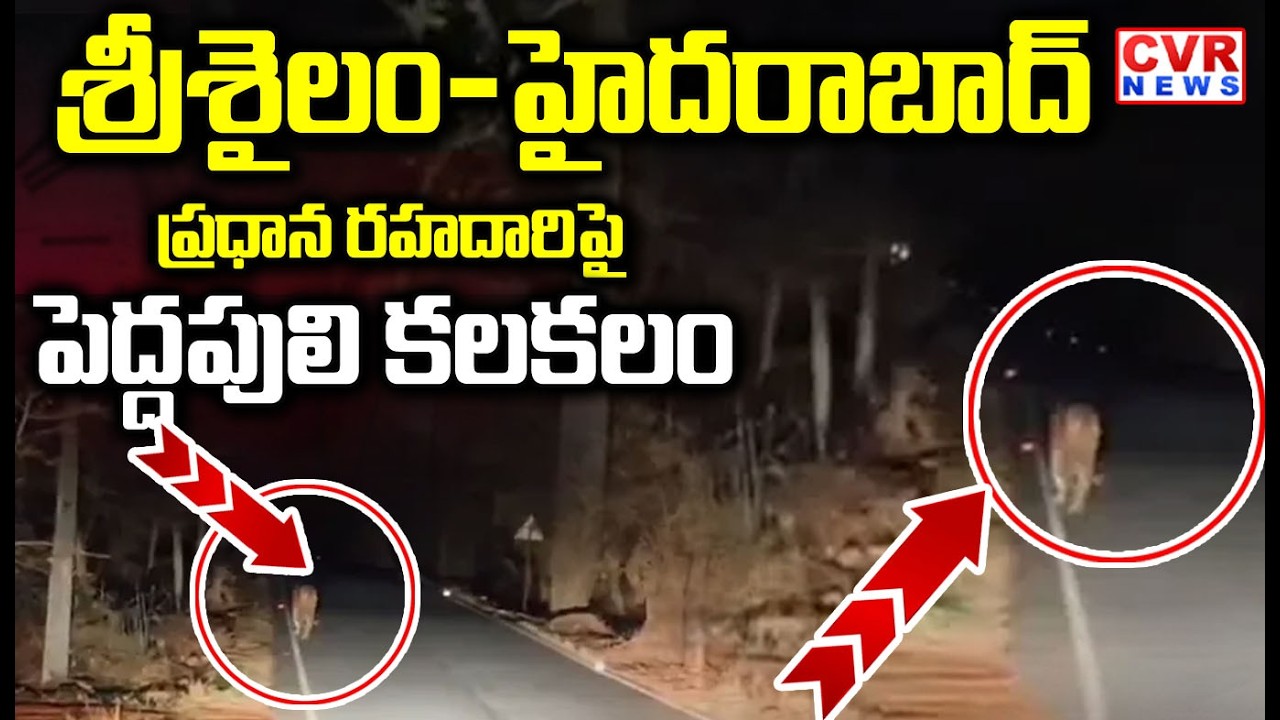 శ్రీశైలం-హైదరాబాద్ ప్రధాన రహదారిపై పెద్దపులి | TIGER Spotted In Srisailam Hyderabad Highway |