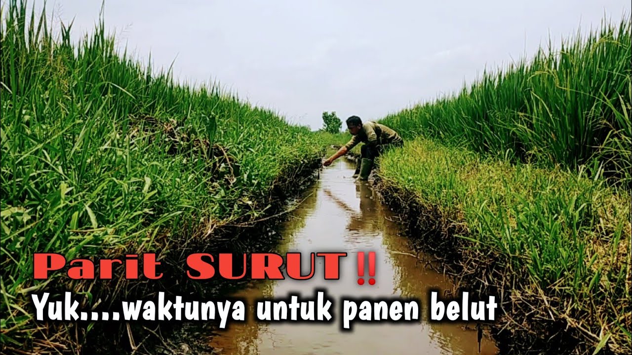 PARIT ATAU SAWAH‼️ BELUTNYA SAMA-SAMA SANGAT MELIMPAH 