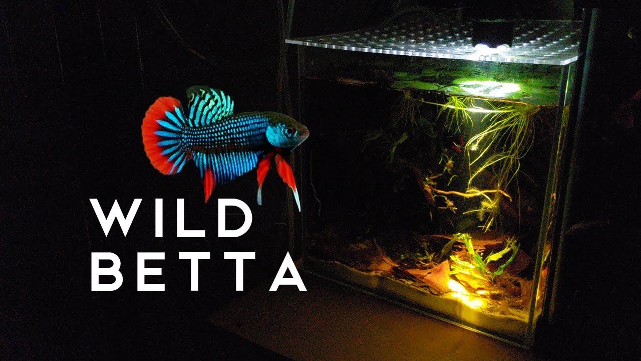 Wild Betta Imbellis Pair | Breeding Tank Inspired by NATURE