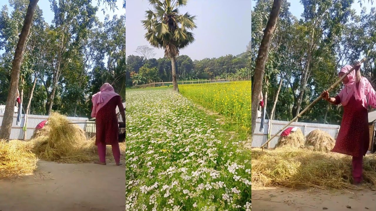 🌾 আজ ঘরে উঠলো চৈতালি শরিষা | সোনালি ফসলের আনন্দ