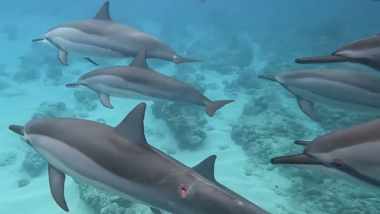Swimming with wild dolphins in Mauritius.