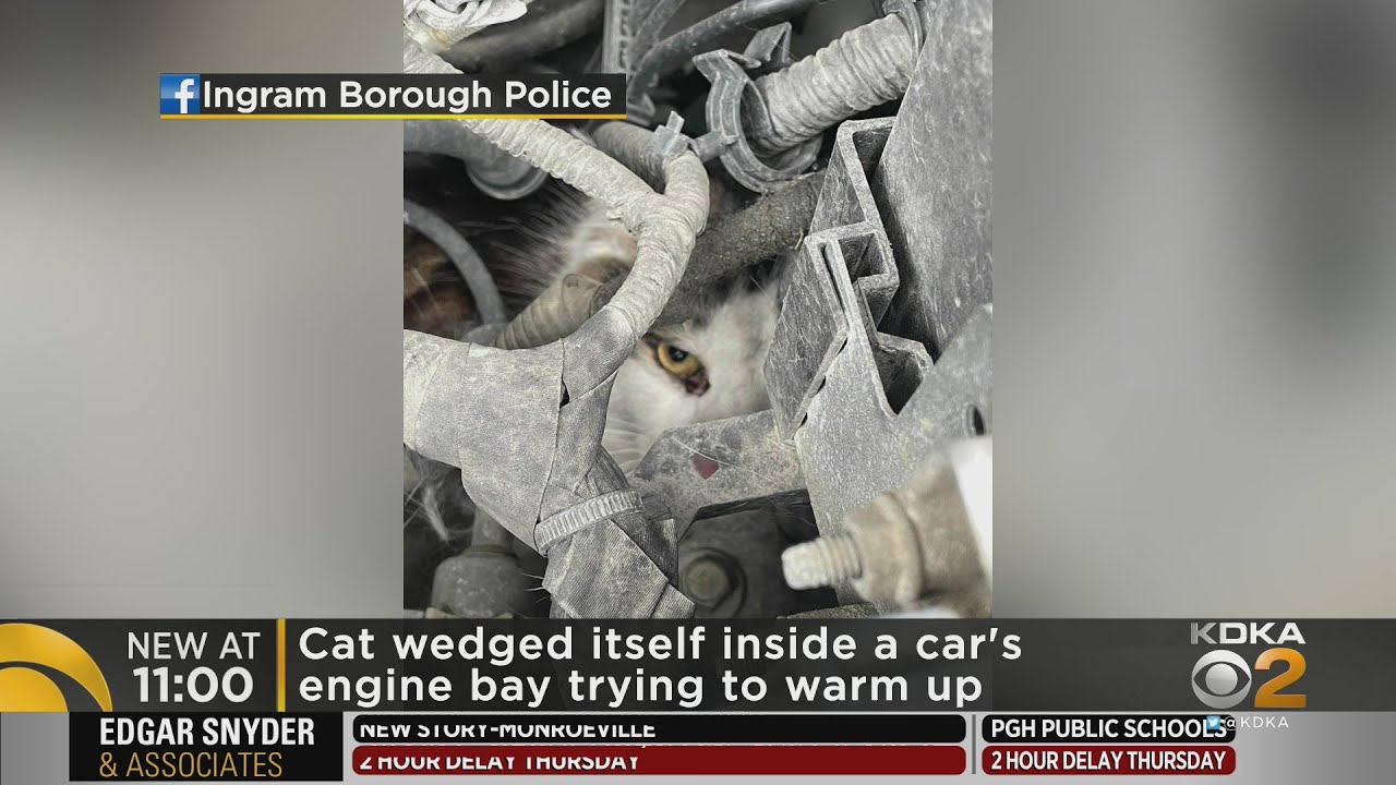 Police Rescue Cat Wedged In Car