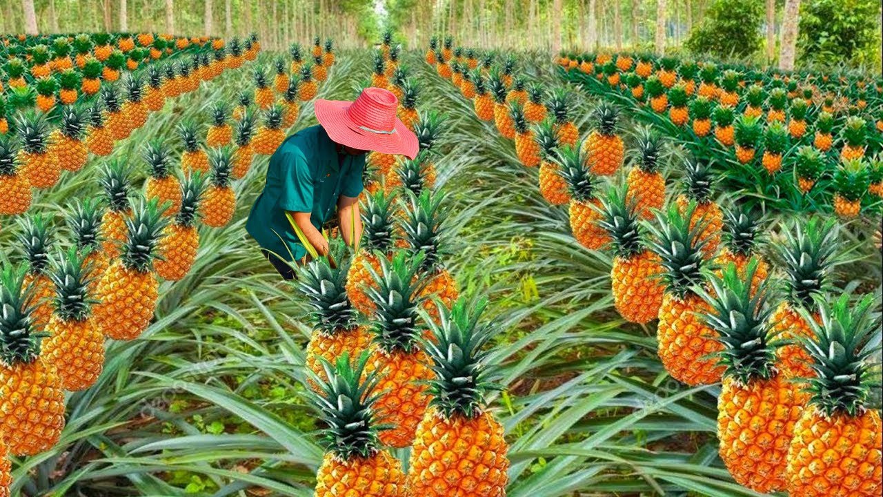 How Pineapple is Prosseced in Factory | Pineapple Farming and Harvest