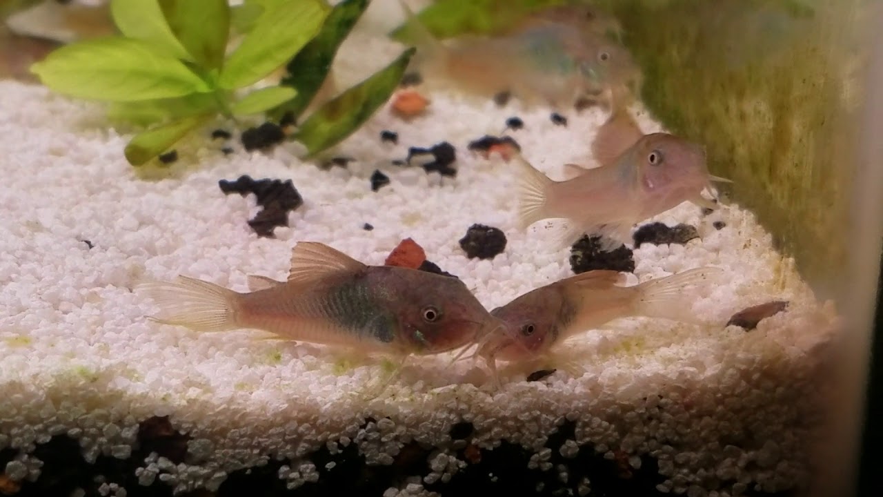80+ Emerald Cory Catfish at 7-8 weeks old