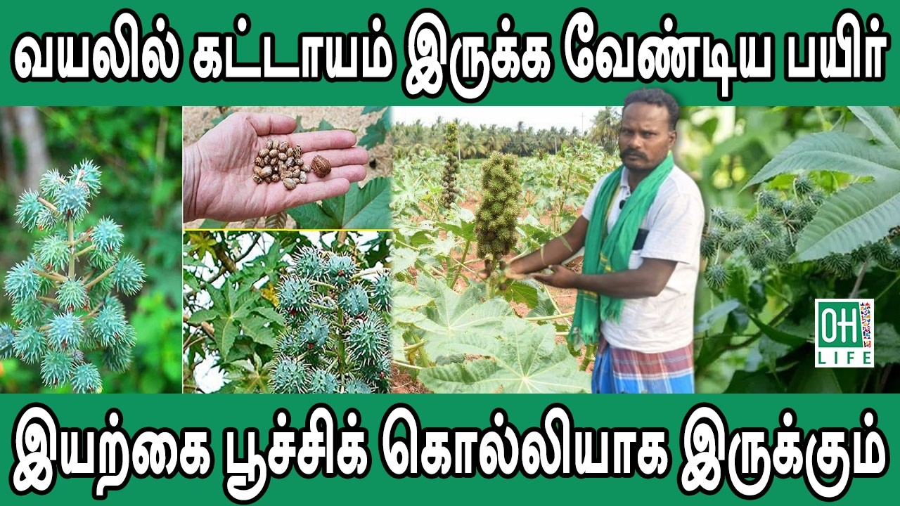 ஆமணக்கு விவசாயம் | பயிர்களை பாதுகாக்கும் ஆமணக்கு