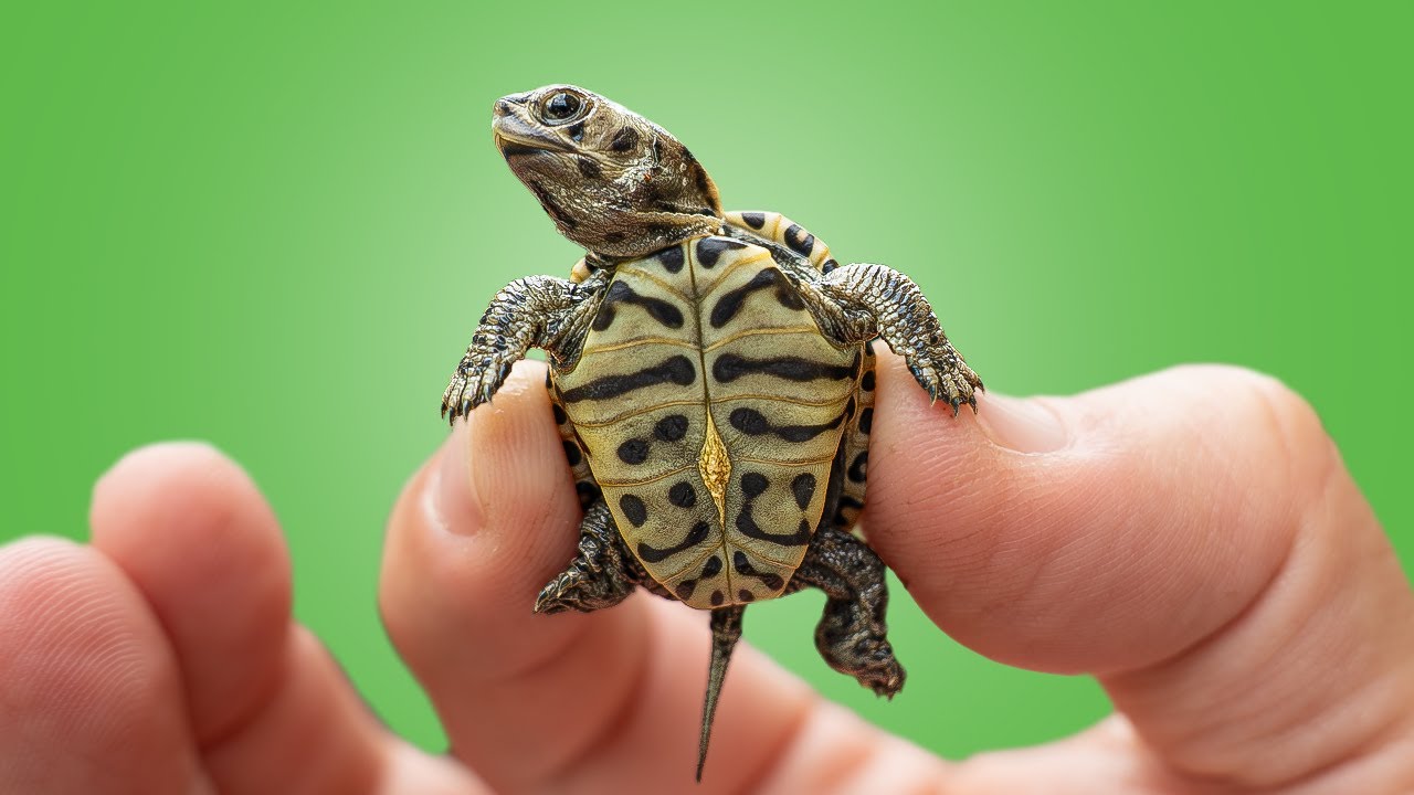 Последний из диких черепашат! + Скорая помощь черепахам в Garden State Tortoise!