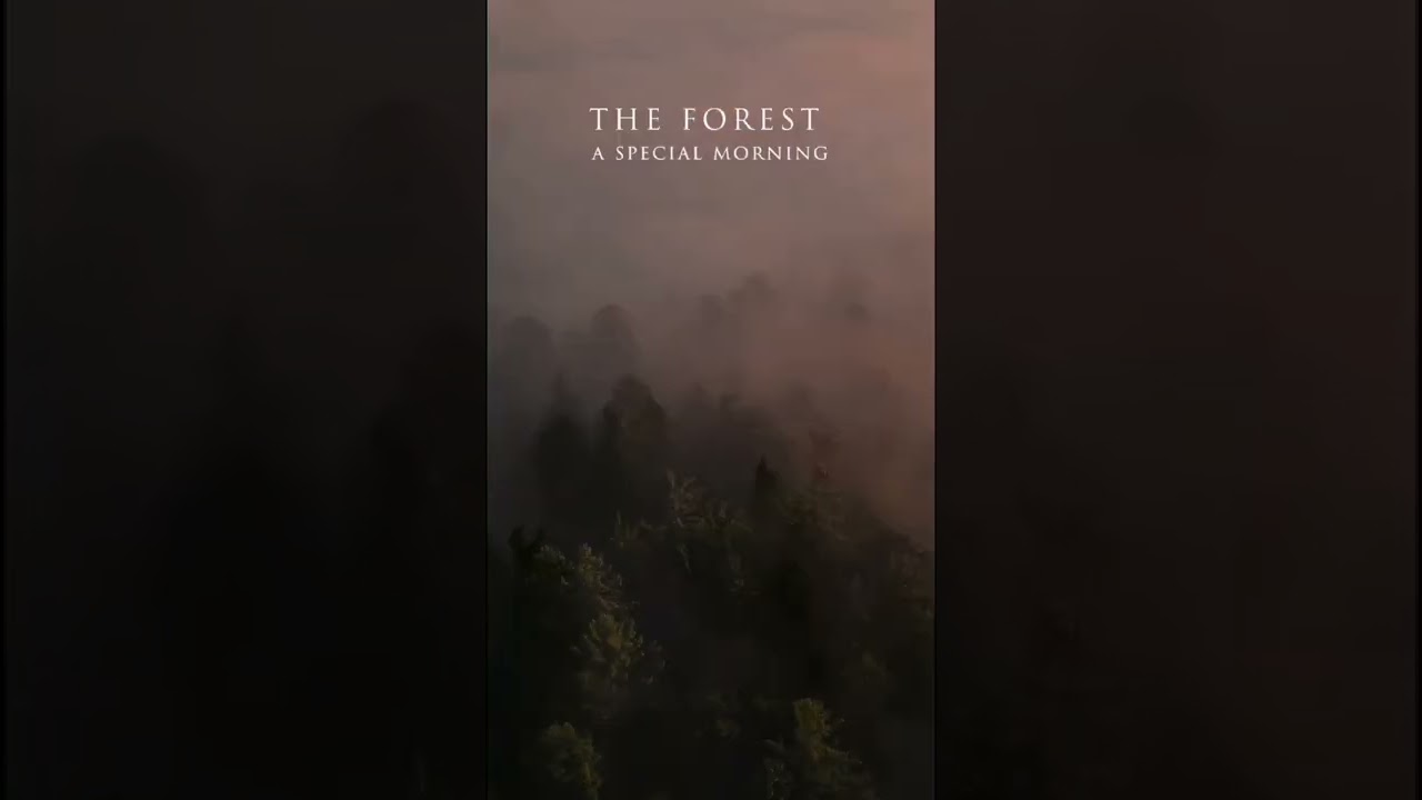The forest 1