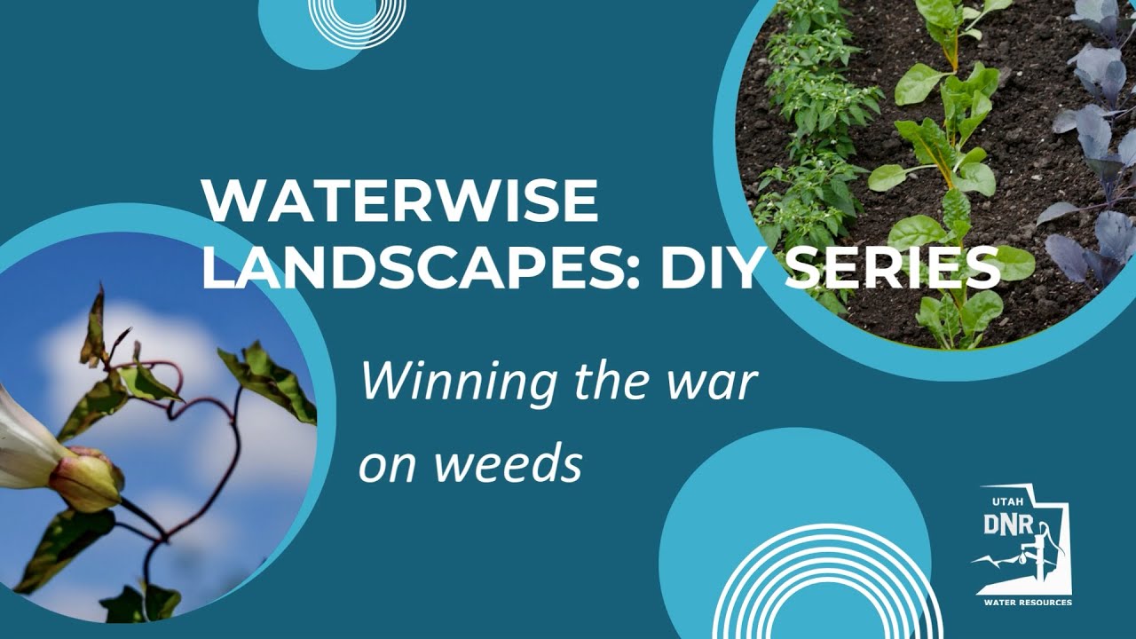 Winning the war on weeds