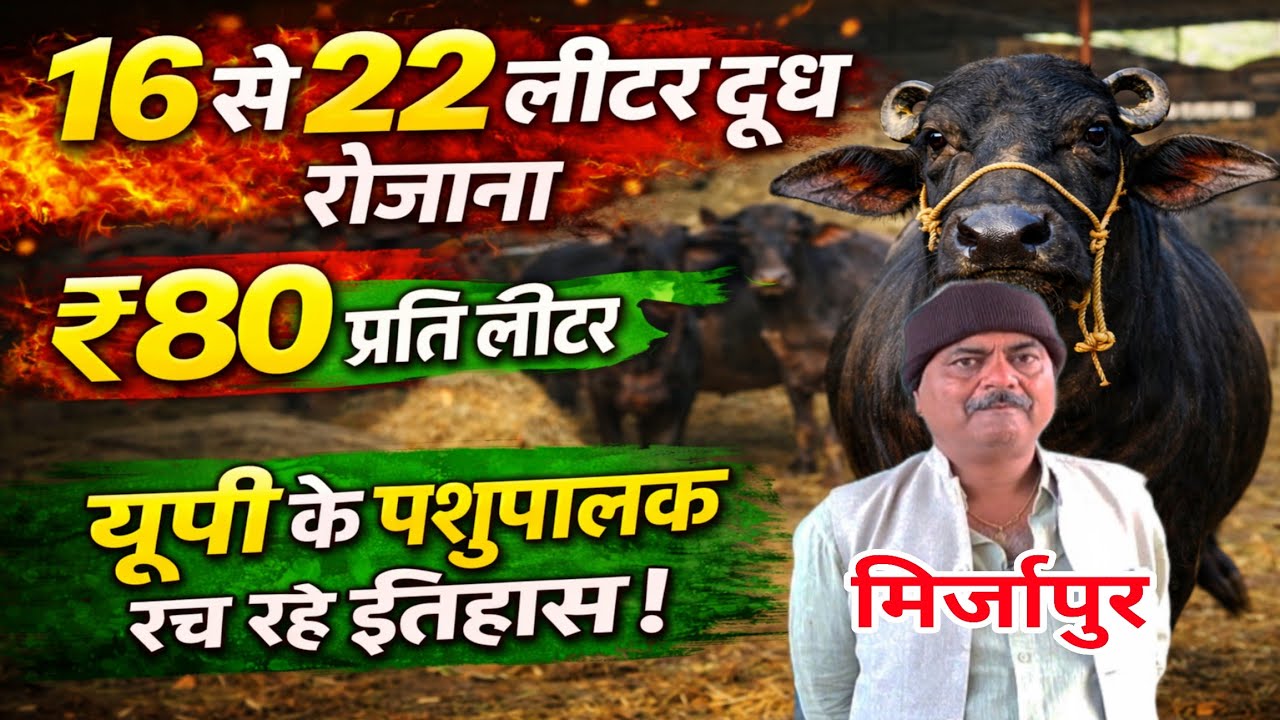 टॉप भैंसों का नशा 🐃 ||16–22 लीटर दूध देने वाली भैंस || ₹80 ली.दूध || dairy farm up || murrah farm ||