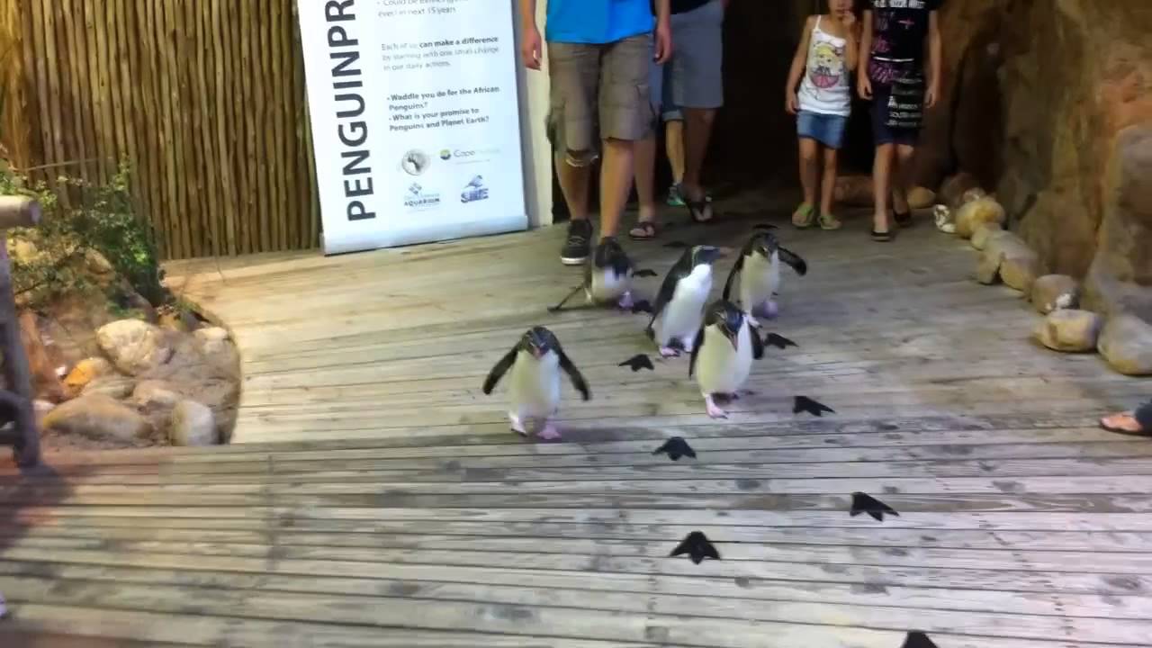 March of the penguins at the Two Oceans Aquarium