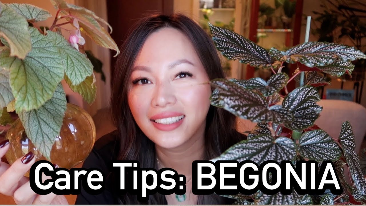 BEGONIA | care tips, propagating and repot with me