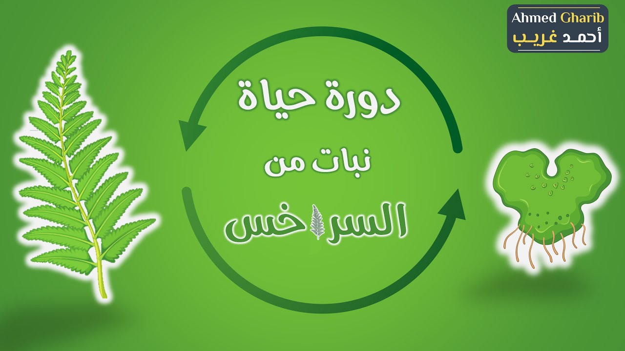 دورة حياة نبات الفوجير (كمثال لتعاقب الأجيال)