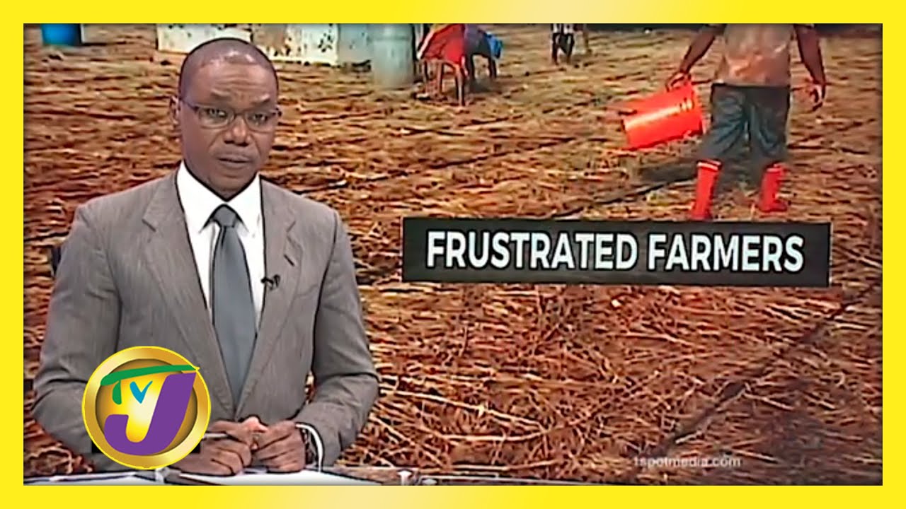 St. Elizabeth Farmers Frustrated | TVJ News
