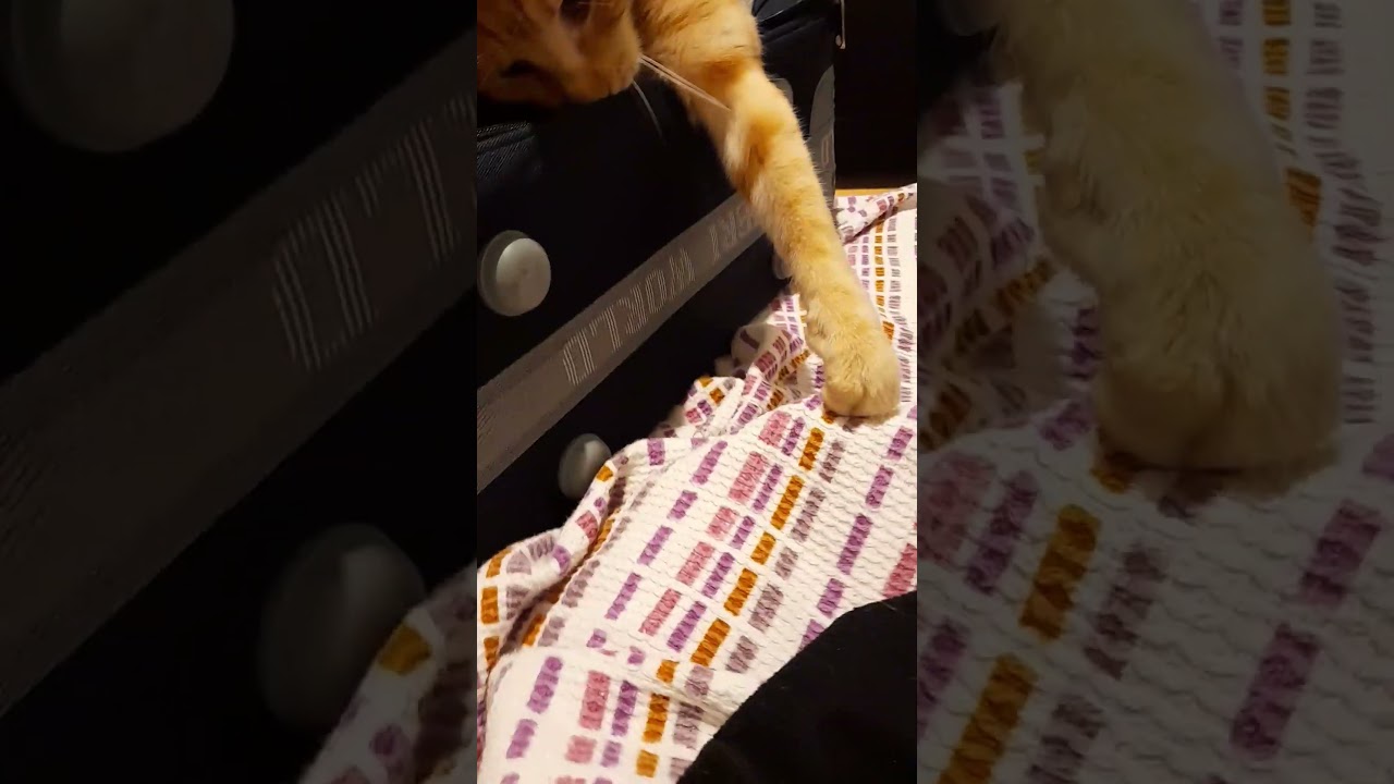 #cat #gingercat #micio