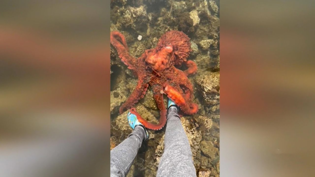This B.C. woman has an unlikely friendship with octopus