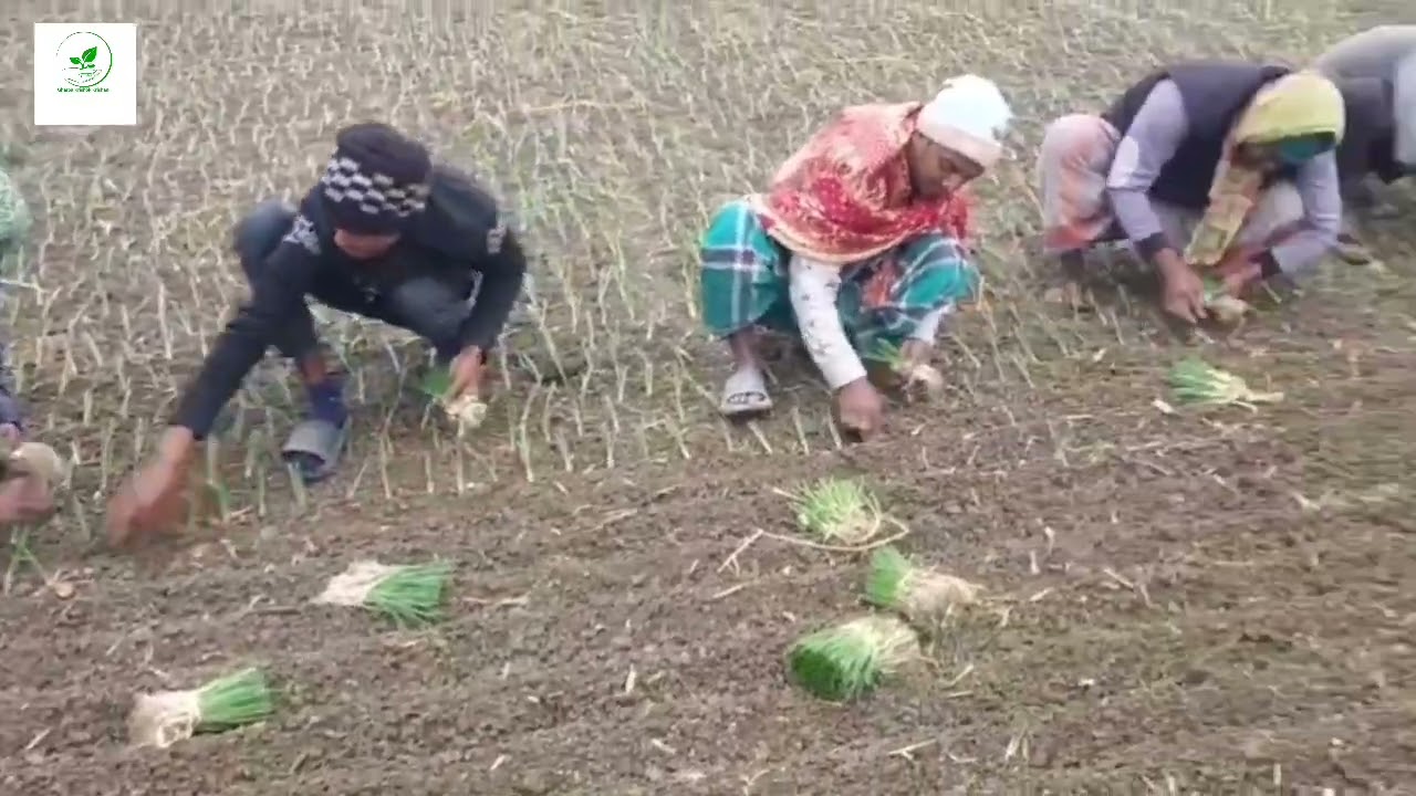পেঁয়াজ এর চারা রোপন ফরিদপুর