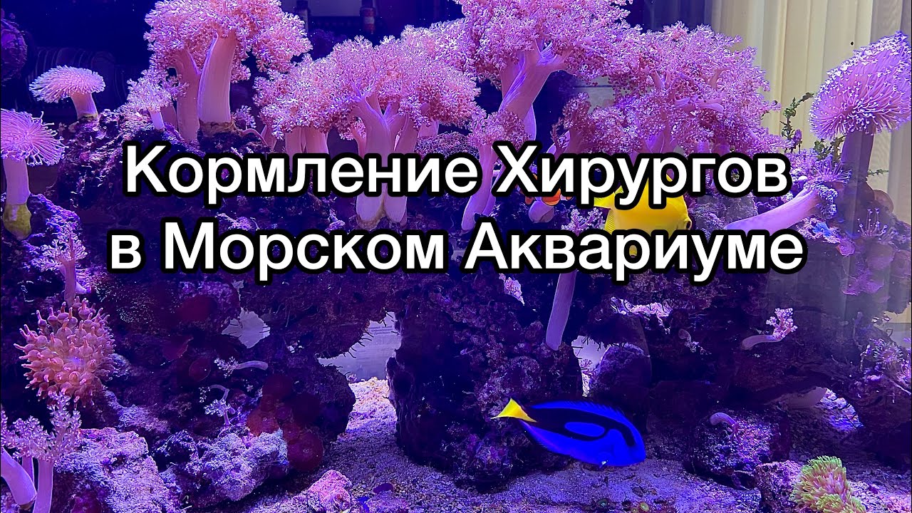 Кормление Хирургов в Морском Аквариуме | Морской Аквариум дома | Кормление морских рыб | море дома