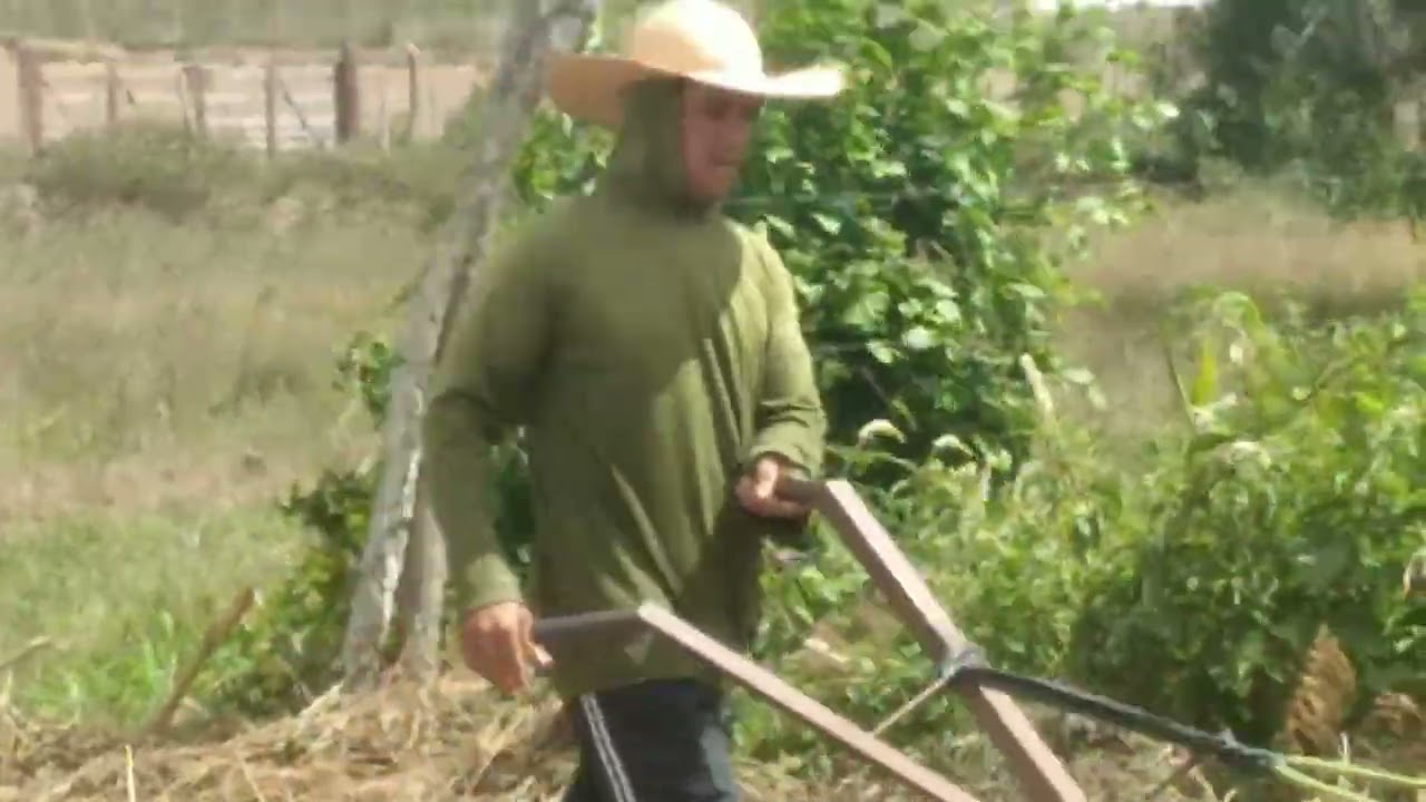 Preparando a terra e plantando coentro