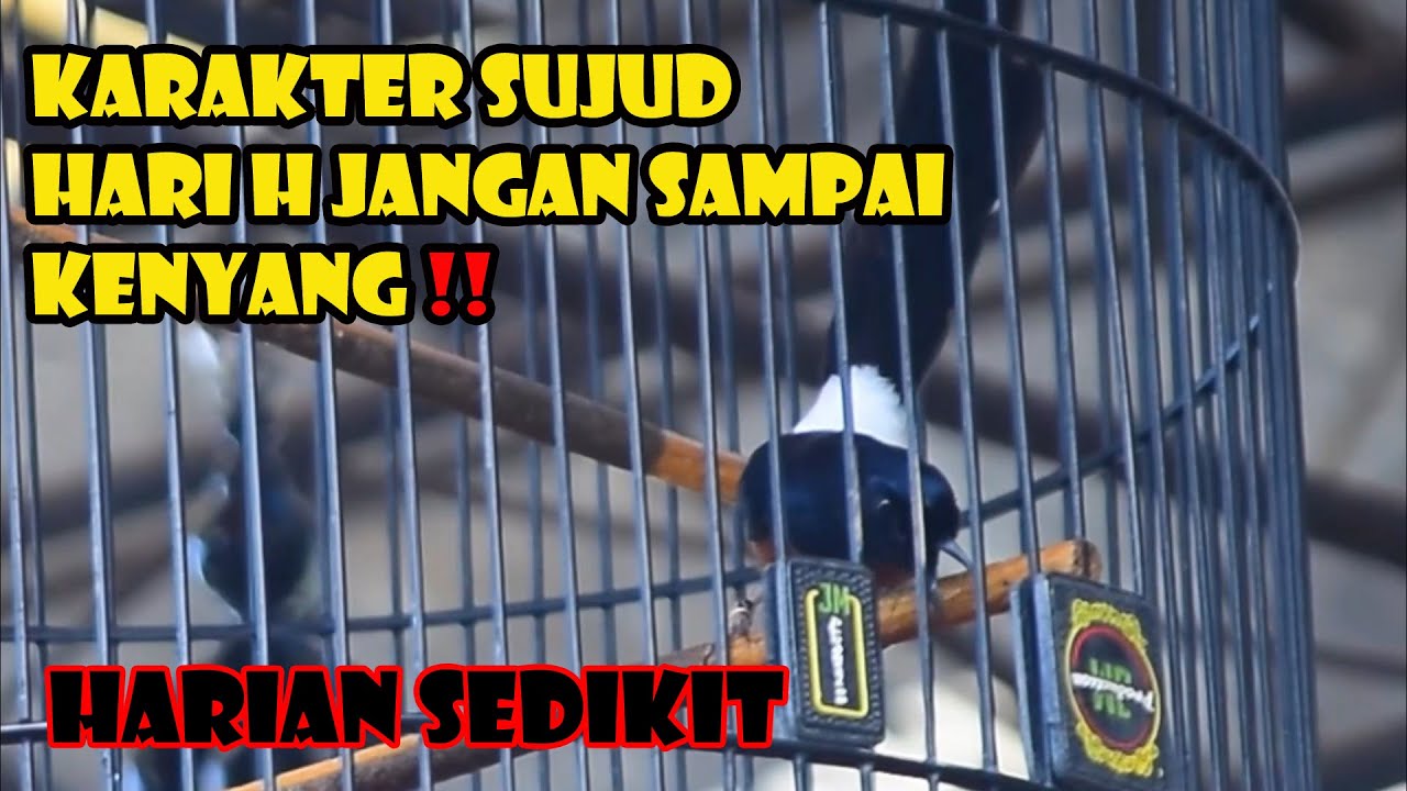 SETINGAN RENDAH JEMURNYA SEBENTAR 👉 FULL SUJUD BUKA PARUH 🔥