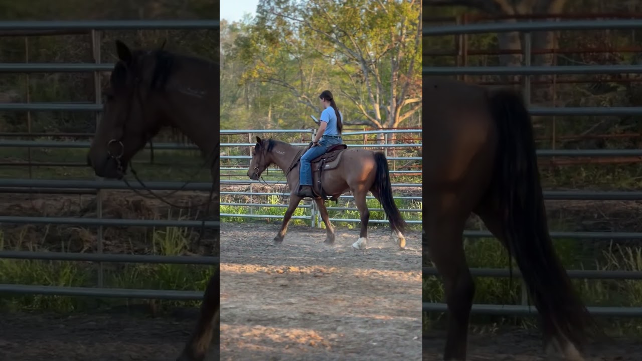 Arbeiten mal anders...  #homeoffice #americanmustang #horse #mustangmakeover