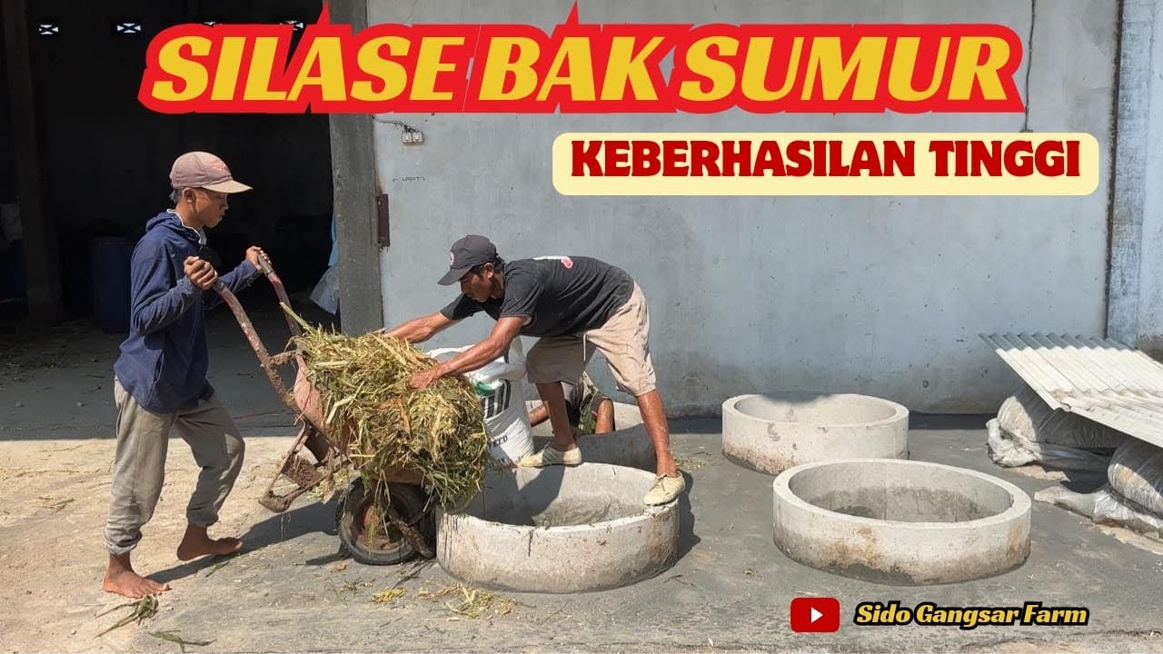 Proses Pembuatan Silase Tebon Jagung dengan Kolam Bak Sumur @SidoGangsarFarm