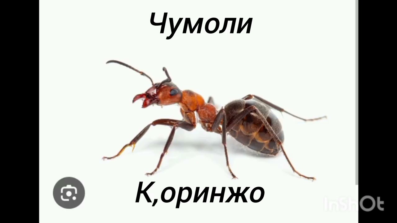 Хоразм шеваси
