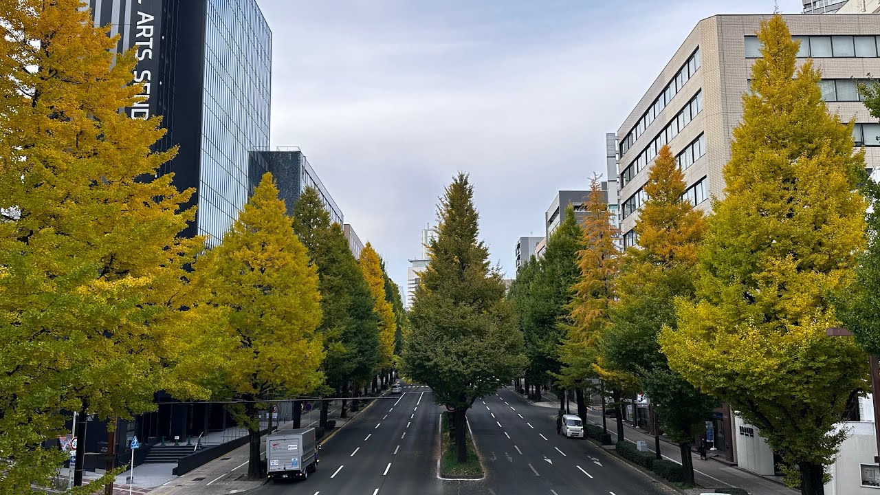 仙台銀杏楓葉行/櫸樹大道/瑞鳳殿/青葉山公園/仙台城跡/伊東豐雄建築圖書館/東北大學及植物園/八幡神社￼