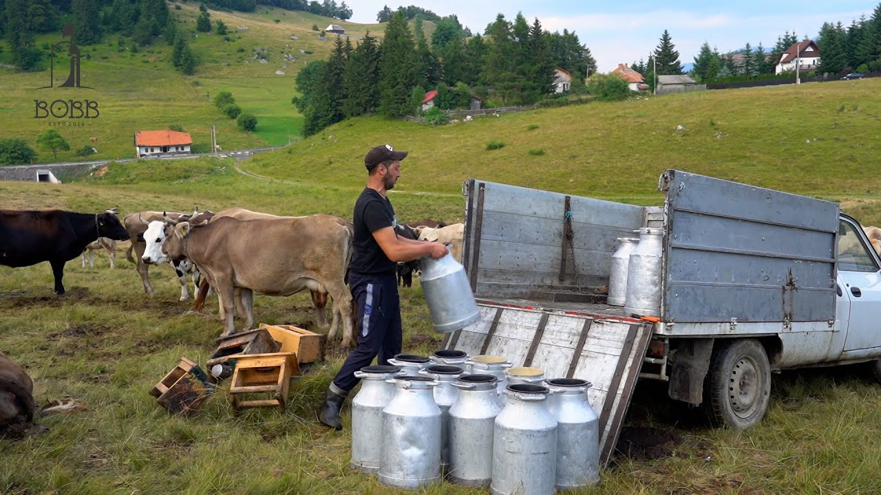 Stâna de vaci a lui Ciprian Duruian | Peste 650 litri de lapte pe zi | Vacile sunt mai profitabile