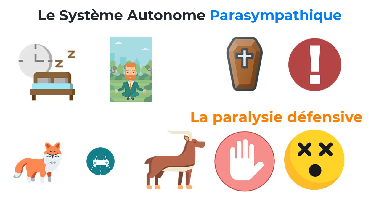 10 Le trouble fonctionnel : Le Syst&egrave;me nerveux autonome parasympathique