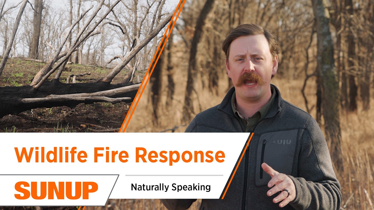 What Happens to Wildlife After a Wildfire? | Naturally Speaking