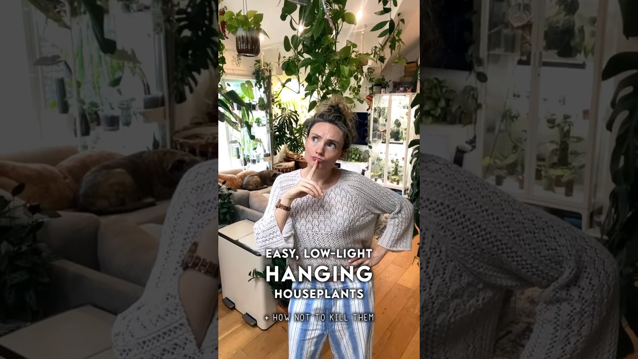 Easy, low-light hanging houseplants 🌱 #houseplants #plants #greenhome #nature #homedecor #planttips