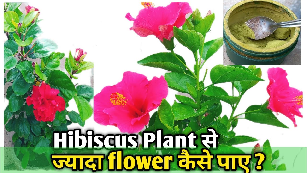 Gudhal Me Bhar Bhar Phool Kaise Laye