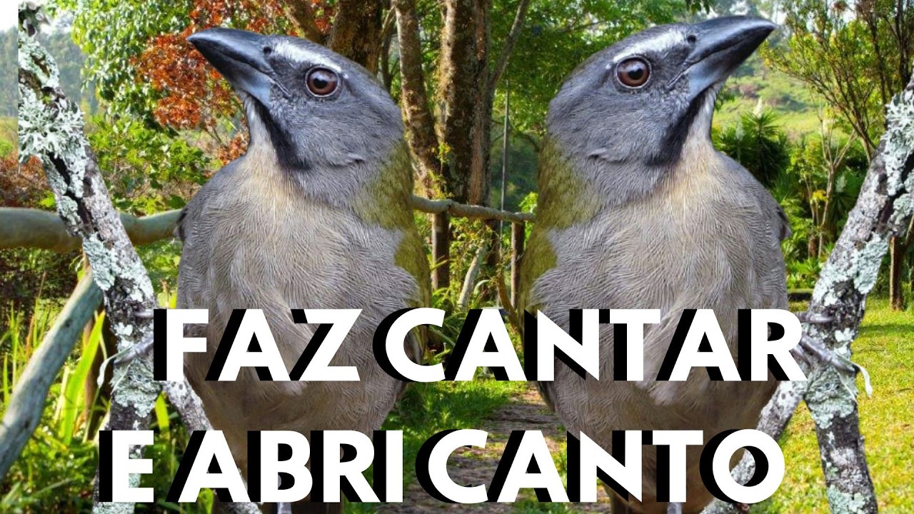 Esquentar Trinca Ferro Cantando Muito Vídeo para Esquentar Trinca Ferro Frio e Estimular