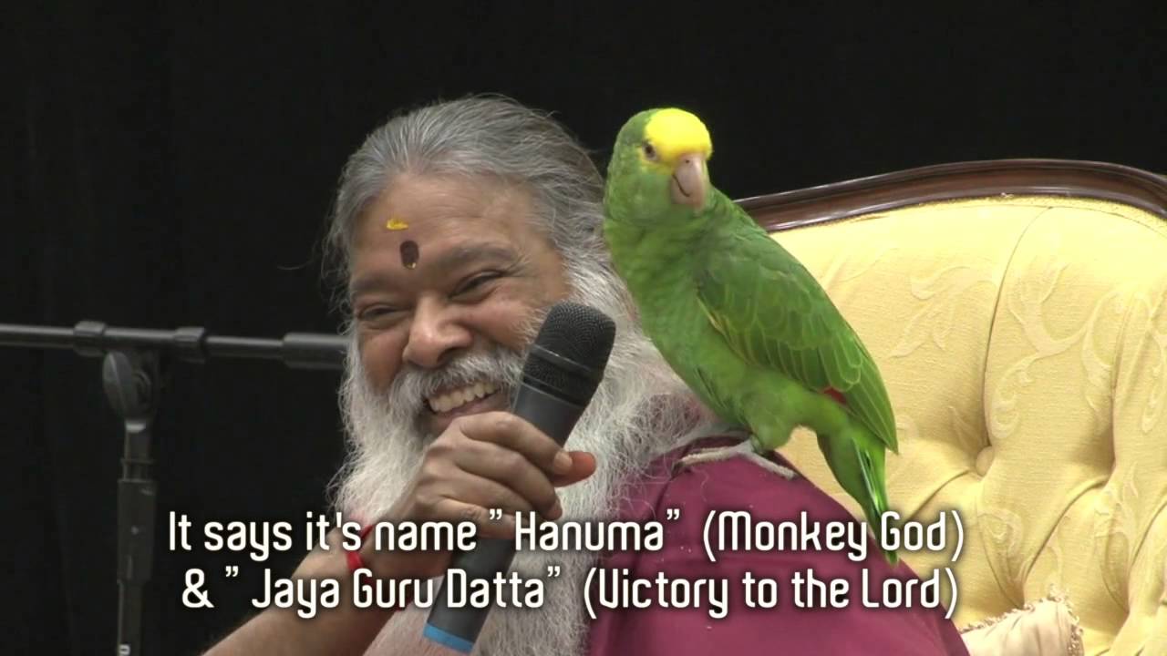 Amazon Parrot Hanuma talks instantly with Swamiji in front of thousands