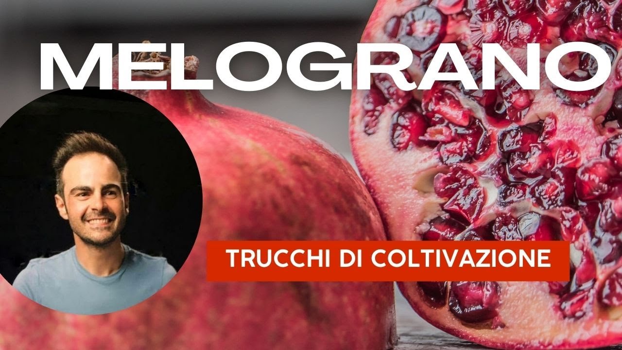 Il melograno, tecniche e cure per coltivarlo al meglio